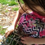 Child stuffing grass into a Nesting Material Box.