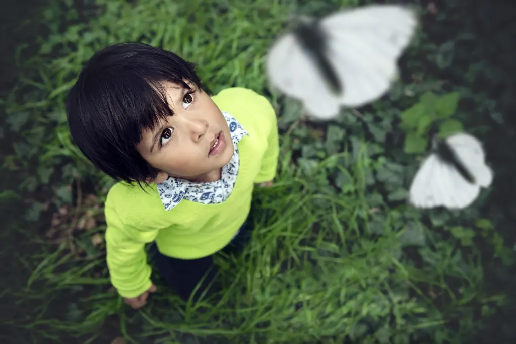 Young child looking at butterflies