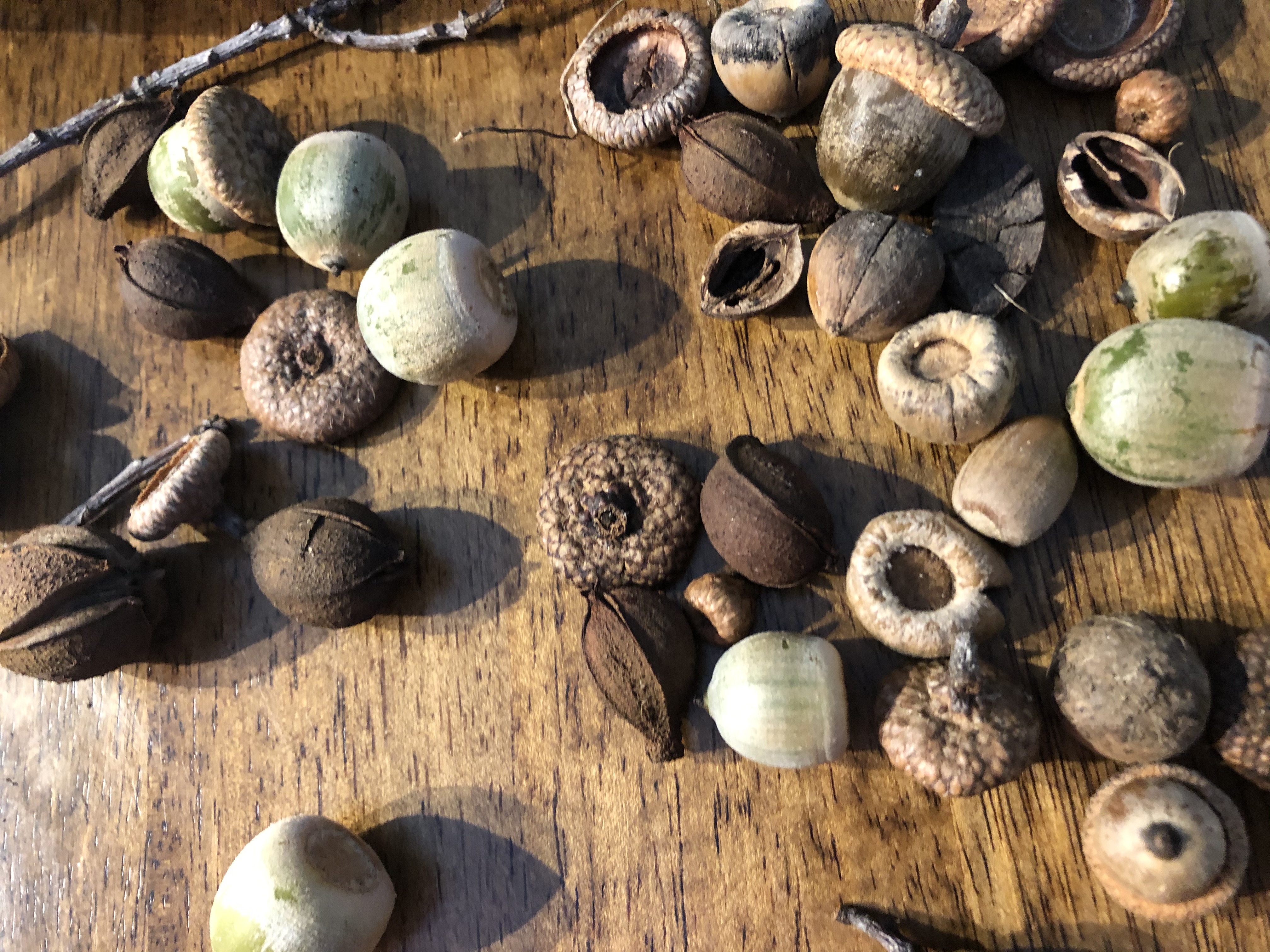 loose parts play: collection of acorns, nuts and sticks..