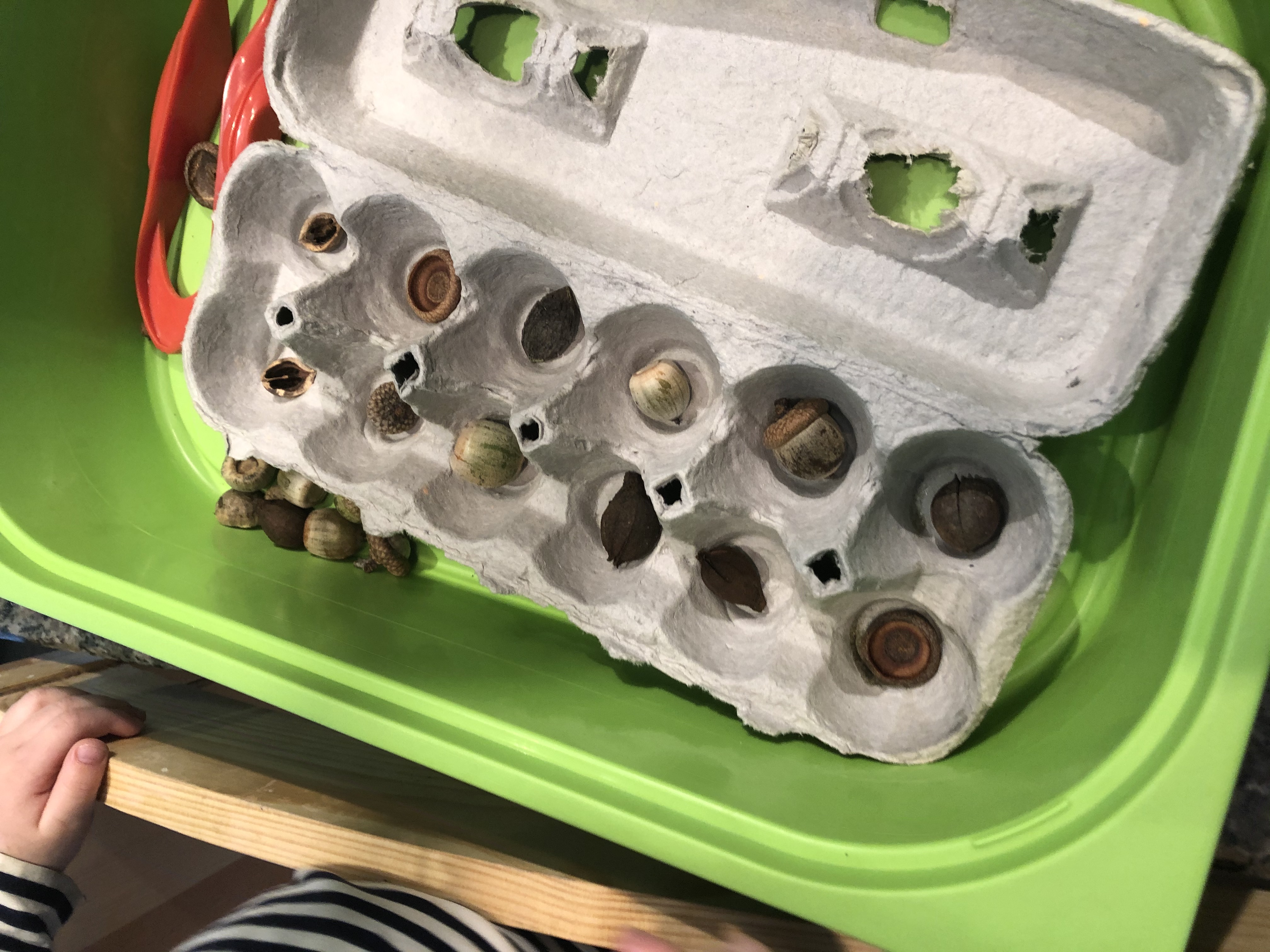 loose parts play: child placing acorns in egg carton with tweezers.