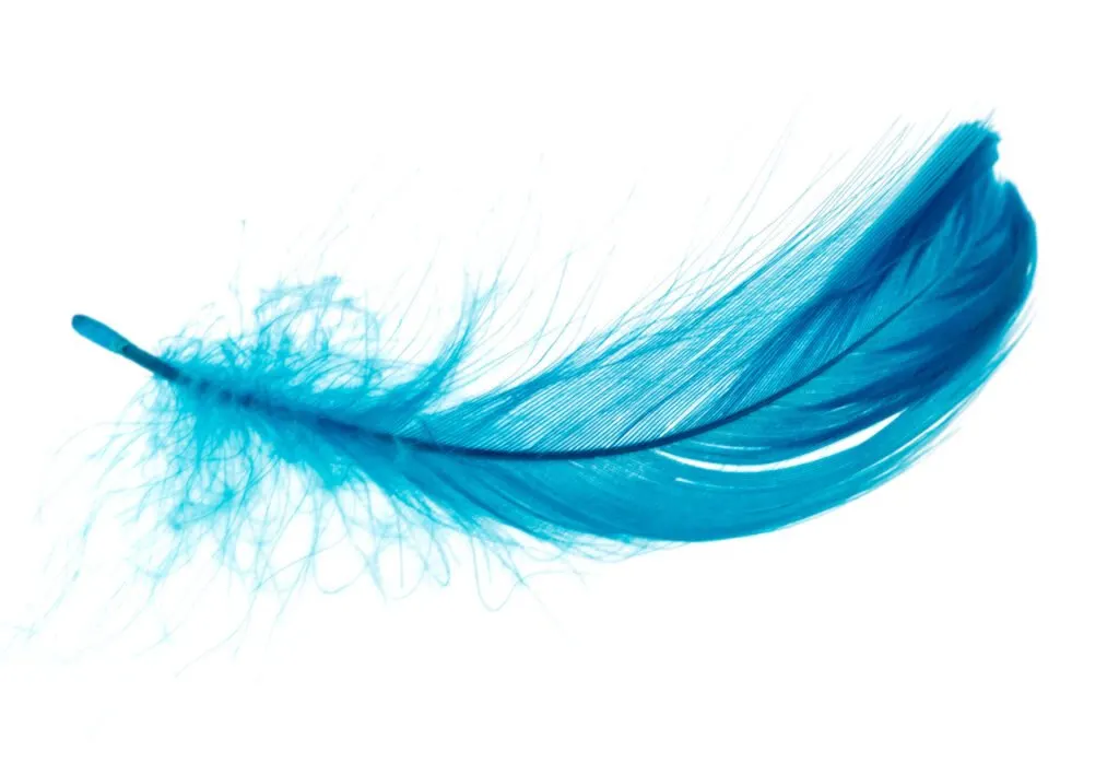 image of feather, representing Montessori circle time idea of feather race.