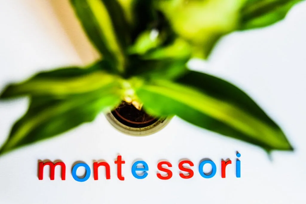 image of plant with the word montessori underneath it for the montessori age groups article.