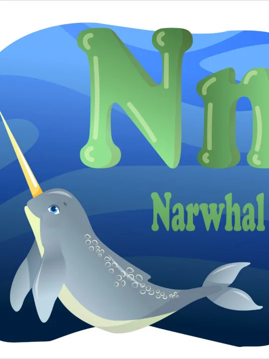 Image of capital and lower case letter N and cartoon norwhal for toys that start with N post.