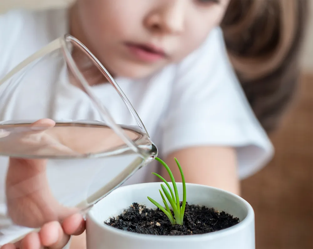 image of child performing plant care by watering plant in Montessori calssroom.